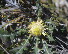 Banksia armata