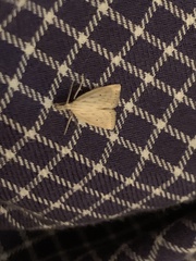 Schoenobiinae
