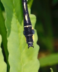 Gomphurus lineatifrons