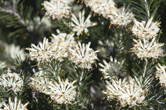 Petrophile brevifolia