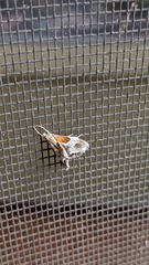 Chalcoela pegasalis