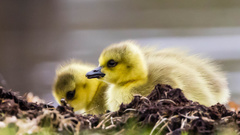 Branta canadensis