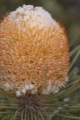 Banksia hookeriana