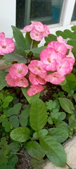 Euphorbia milii