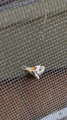 Chalcoela pegasalis