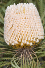 Banksia hookeriana