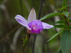 Arundina graminifolia