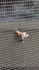 Chalcoela pegasalis