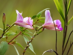 Arundina graminifolia