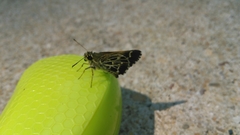 Amblyscirtes aesculapius