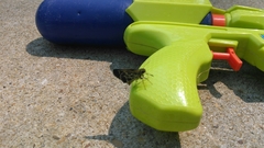 Amblyscirtes aesculapius