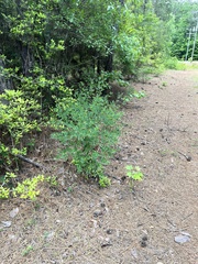 Baptisia nuttalliana