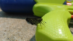 Amblyscirtes aesculapius