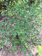 Baptisia nuttalliana