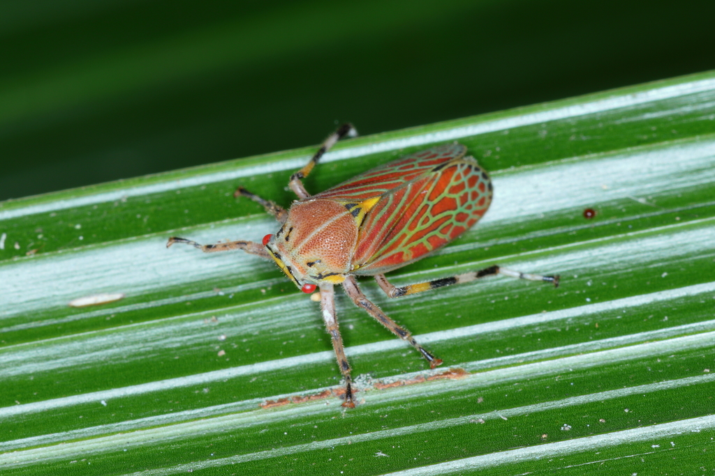 Aetalion reticulatum