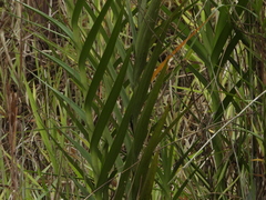 Arundina graminifolia