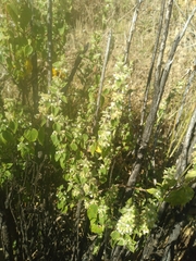 Minthostachys mollis