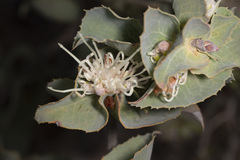 Hakea conchifolia