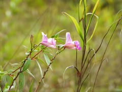 Arundina graminifolia