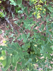 Baptisia nuttalliana