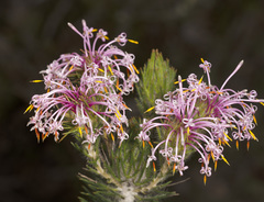 Isopogon adenanthoides