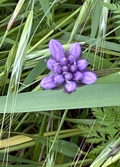 Dichelostemma congestum