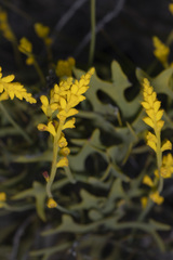 Synaphea spinulosa
