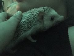 Atelerix