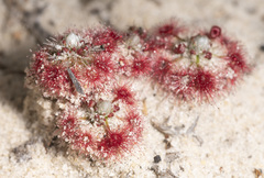 Drosera eneabba