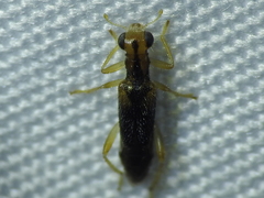 Phyllobaenus verticalis