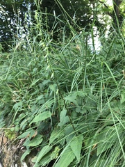 Campanula rapunculoides