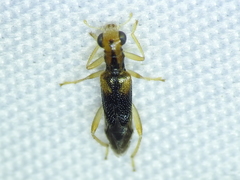 Phyllobaenus verticalis