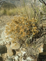 Achyrocline saturejoides