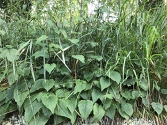 Campanula rapunculoides