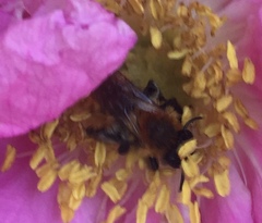 Andrena milwaukeensis