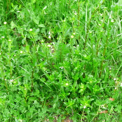 Leucanthemum × superbum