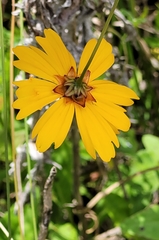 Coreopsis gladiata
