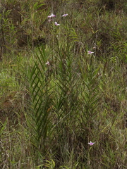 Arundina graminifolia