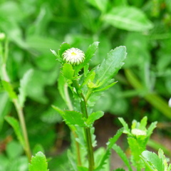 Leucanthemum × superbum
