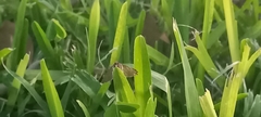 Macrochilo absorptalis