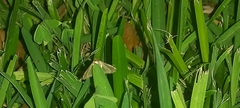 Macrochilo absorptalis