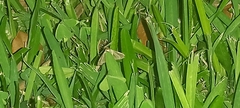 Macrochilo absorptalis