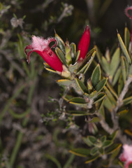 Astroloma stomarrhena