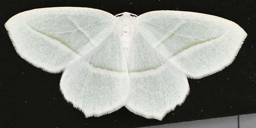 Pale Beauty, photo 10 of 10