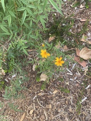 Tagetes lemmonii