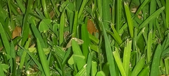 Macrochilo absorptalis