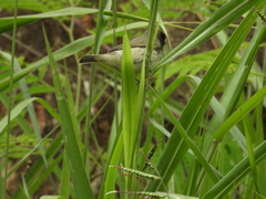 Sporophila nigricollis