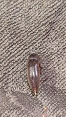 Diplostethus texanus