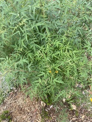 Tagetes lemmonii