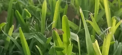 Macrochilo absorptalis